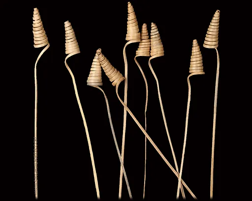 Cane Cone