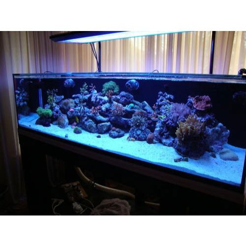 Acrylic Aquarium