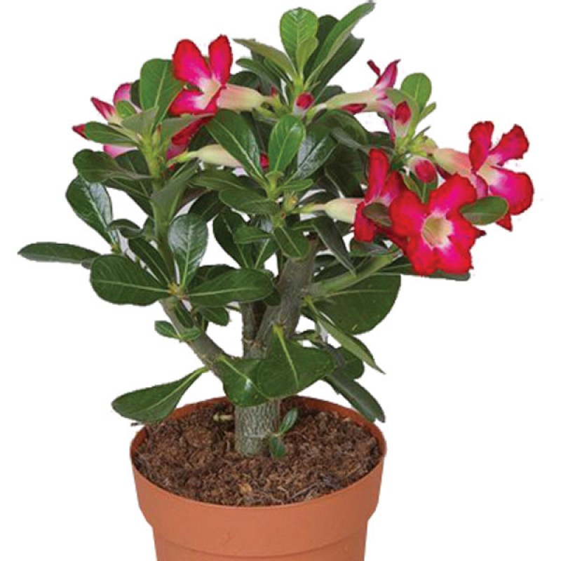 Adenium Plant