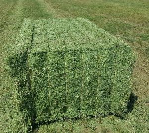 Alfalfa Hay