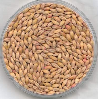 Animal Barley
