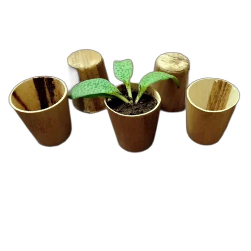 Areca Leaf Cups