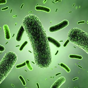 Bacillus Subtilis