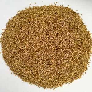 Berseem Seeds