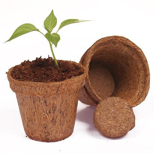 Biodegradable Pot