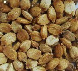 Bitter Gourd Seeds