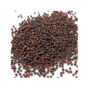 Cabbage Seeds