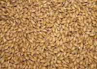 Camel Feed