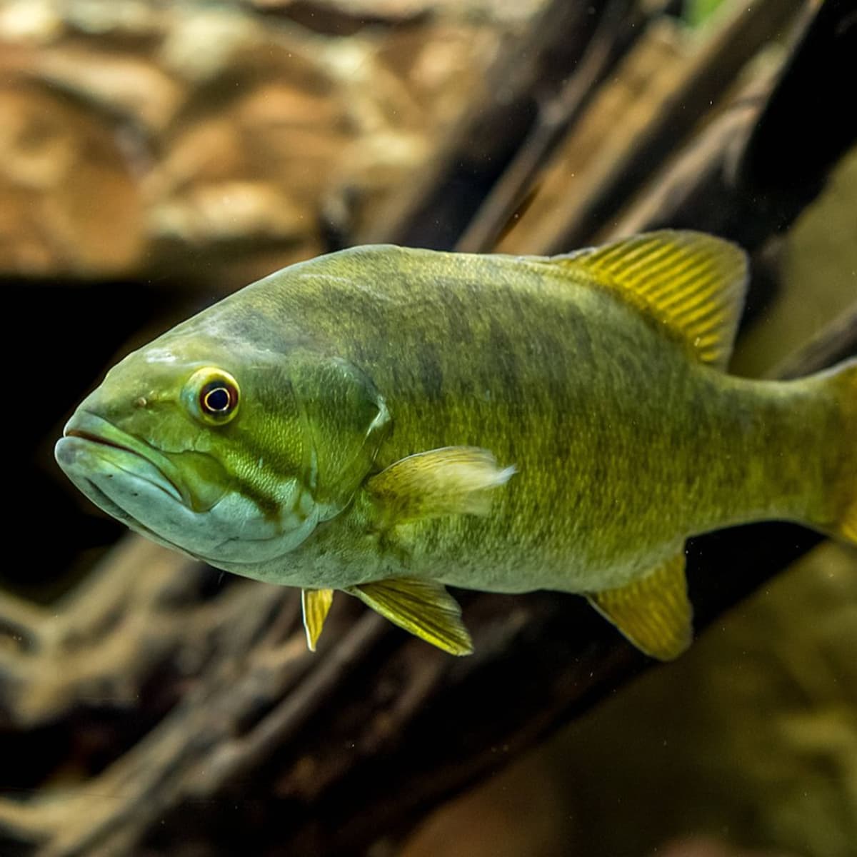 Wild Fish