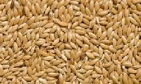 Canary Seeds