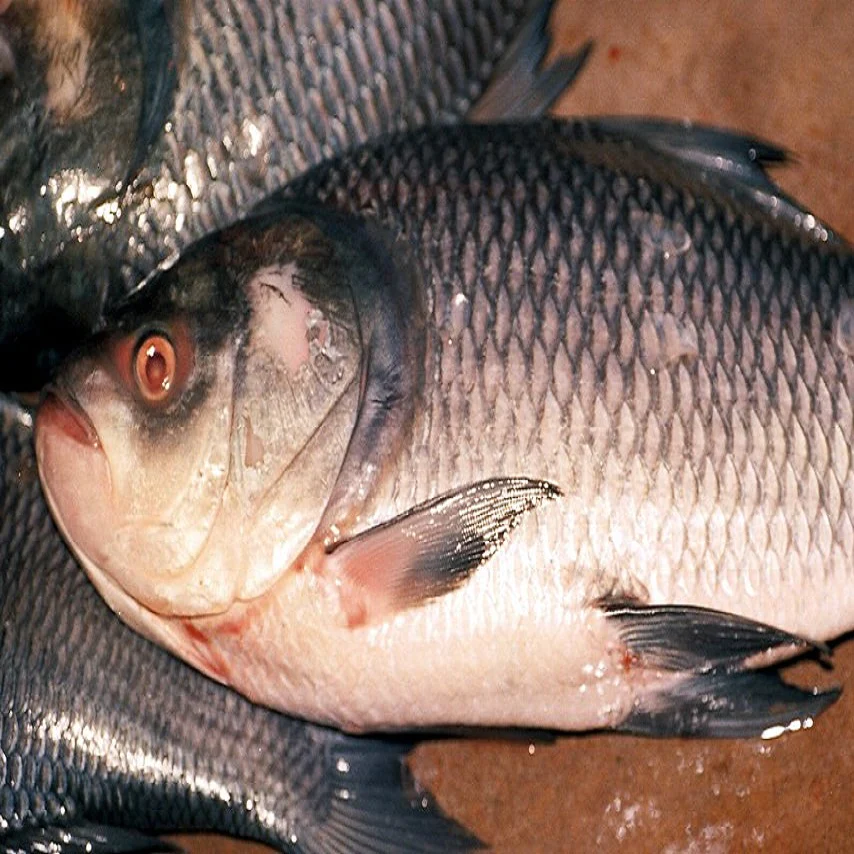 Catla Fish