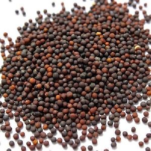 Cauliflower Seeds
