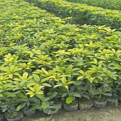 Sapota Plants