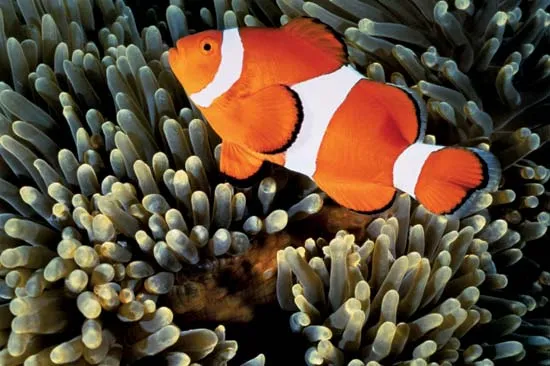 Clown Fish