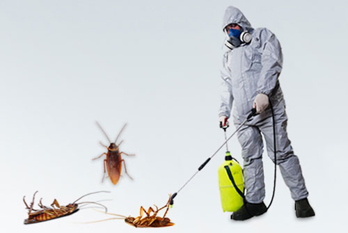 Cockroaches Pest Control Services