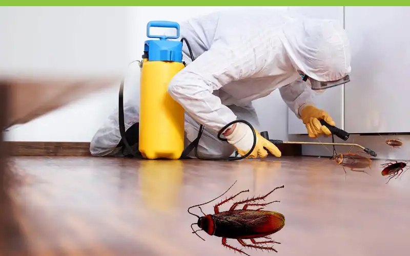 Pest Control Services