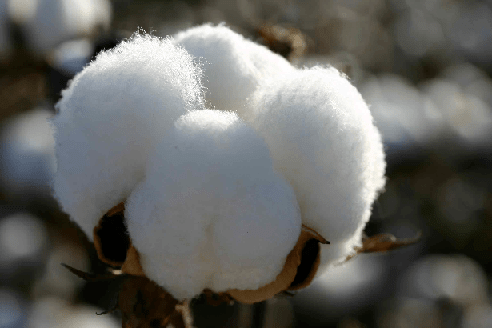 Cotton Fiber