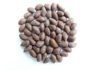 Cotton Seeds