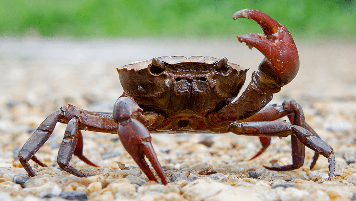 Live Crab