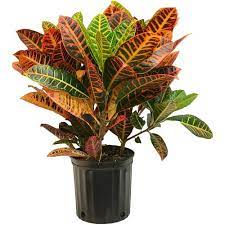 croton plant