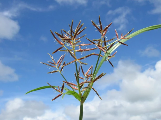 Cyperus Rotundus