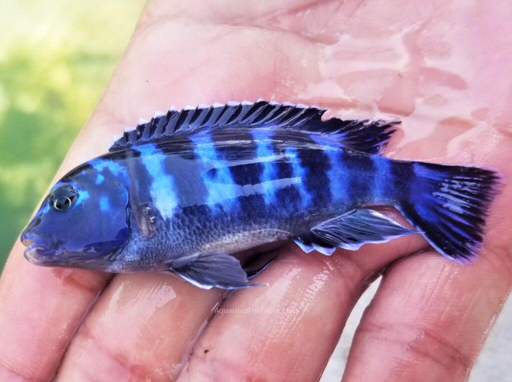 Cichlid