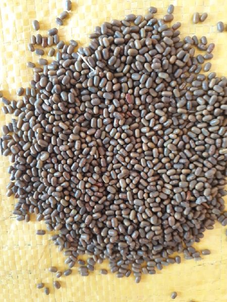 Sesbania Seeds