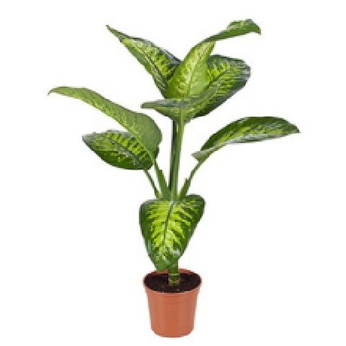 Dieffenbachia Plant