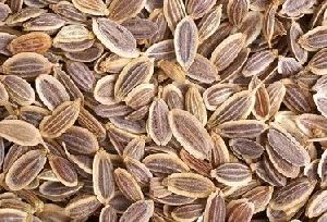 Dill Seeds
