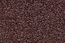Petunia Seeds