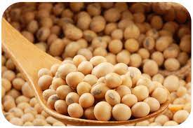 Organic Soybean Seeds