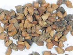 Rose Seeds