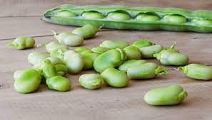 Bean Seeds