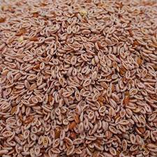 Psyllium Seeds