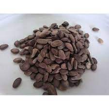 Snake Gourd Seeds