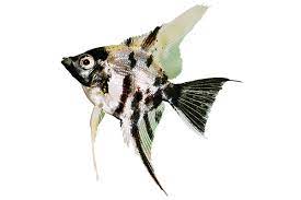 Angelfish