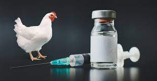 Chicken Vaccines