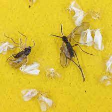 Pest Glue Trap