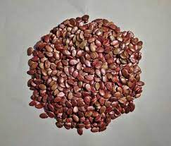 Hybrid Watermelon Seeds