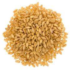 Lokwan Wheat