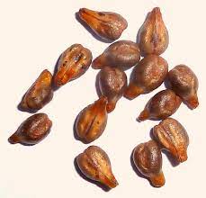 Grape Seeds