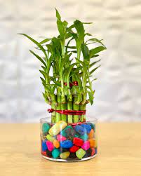 Lucky Bamboo Plant