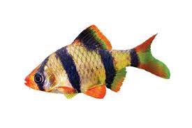 Barb Fish
