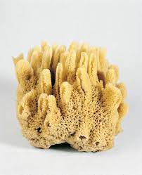 Sea Sponges