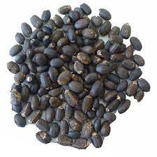 Jatropha Seeds