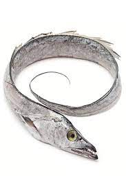 Ribbon Fish