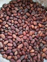 Jojoba Seeds