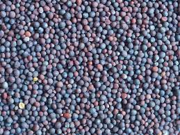 Canola Seeds