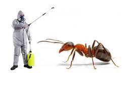 Ants Control Services