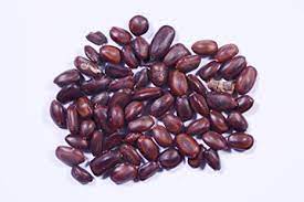 Tree Seeds